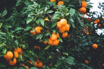 Common Mistakes to Avoid when Planting and Caring for Fruit Trees