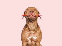 Shop Smart, Save More: The Top Cheapest Pet Supply Stores with Bulk Discounts
